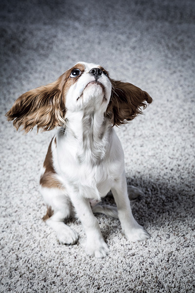 Eliminating Foul Odors from Carpets